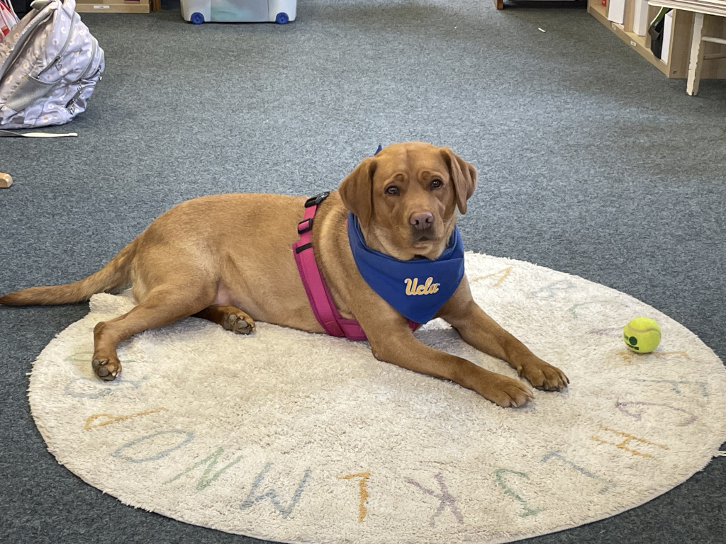 Treuer Begleiter in der Grundschule Gundersheim:Schulhund Lucy